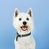 westie.oscar