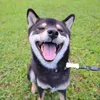 shibainukoyuki