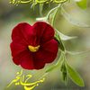 bilalali3592