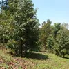 nhan_map31