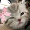 catzr422