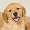PupPy For Love