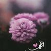saidasaydouda6