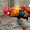 phuongminh388