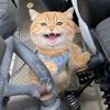 mheowcat3