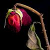 pnar_083