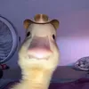 katjawngpdz