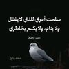 mohamedalsharawy14