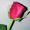 lovelykhan4725