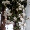 bukruminah05