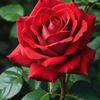 basma_98