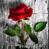 user7848087271748