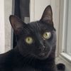 Binx