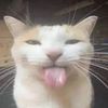 icelebrate2much