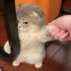 dcmtiktok.13