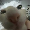 _kiwitut_