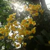 anh.yu3986
