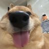 beaniethebun1