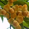 romduol.cambodia