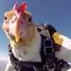 thnhngn2
