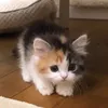 mangflufflies