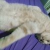 raniiaulia17