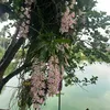 phamchuong1402
