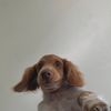 alfy_da_weeny