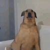 kkkgftopsg