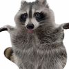 raccoonsrawesome