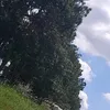 ana_pyy0