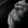 kittlott