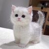 cutekitten207