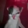 vclin7