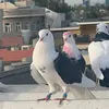 رؤژبيانى