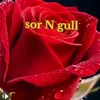 sor.n.gull