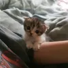 mktrhrrr