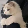 ce_2ll