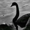 chuatunghphuc_