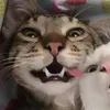 _tqcutis1tg