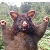 positve.possum