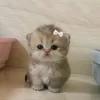 kosybo