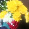 samia.akter496