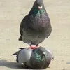 pigeonlover5555