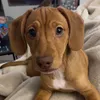 pennythedachshund0
