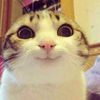 kitty_cocktail