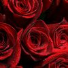 redrose295_