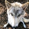 alrakwolf
