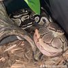 dee.reptilehouse