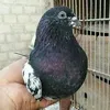 qayummalik77